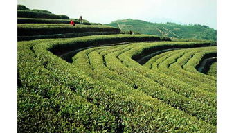 臨海市羊巖茶廠 傳承與創新中的茶葉瑰寶